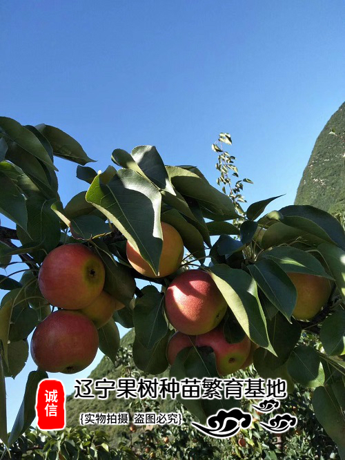 南果梨树苗辽宁鞍山嫁接红南国梨苗南北方种植新品种南红梨包成活 - 图2