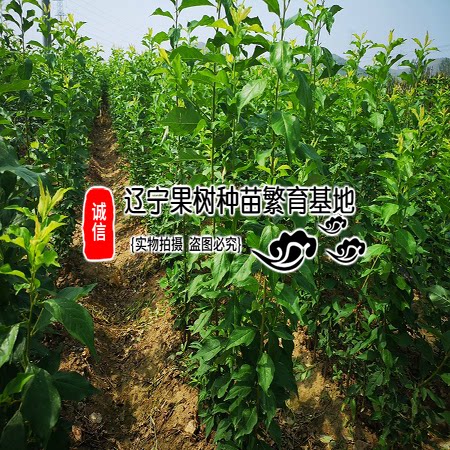 新品嫁接蓝蜜西梅李子树苗皇后苗耐寒法兰西果苗当年结果庭院种植 - 图3