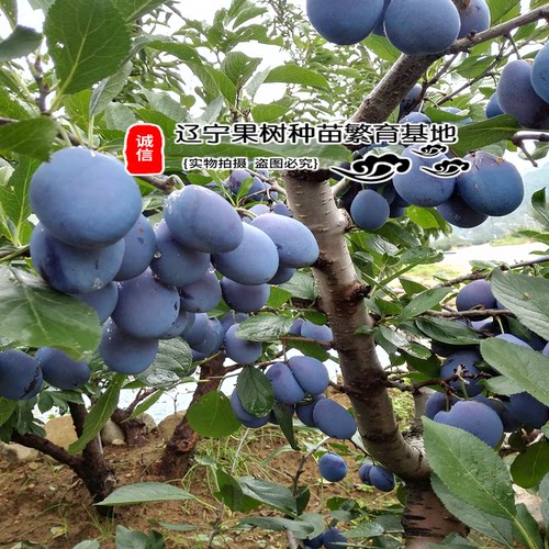 新品嫁接蓝蜜西梅李子树苗皇后苗耐寒法兰西果苗当年结果庭院种植 - 图0