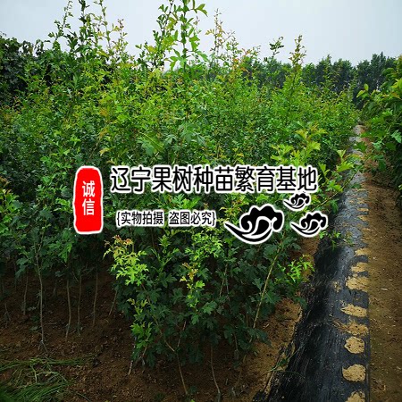 嫁接山楂苗大金星地栽山楂树大五棱适合南北方种植嫁接磨盘果树苗 - 图3