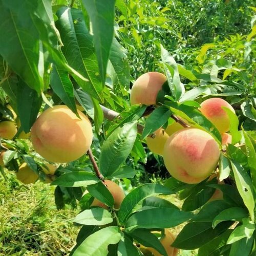 红心黑沟毛桃树苗水果树苗南北方种植嫁接耐寒晚熟秋白桃庭院盆栽 - 图3