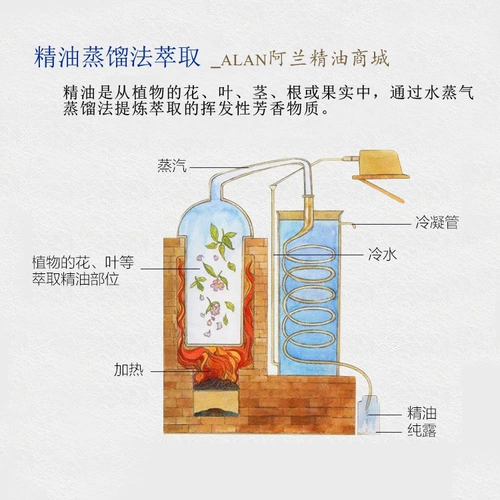 Эссенция чайного дерева, масло, аромотерапия для ухода за кожей, 50 мл, анти-акне, контроль жирного блеска, сужает поры, удаление перхоти