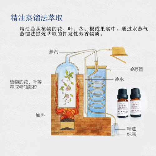 法国进口天然植物丝柏精油30ml收缩毛孔控油驱虫香薰按摩单方精油 - 图1