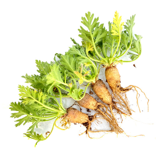 花龙园艺 羽叶洋葵 罗伯塔洋葵 枯野葵 枯叶洋葵 块根多肉植物 - 图3