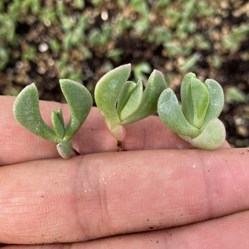 花龙园艺 快刀乱麻 因外形得名  番杏科快刀乱麻属 多肉植物 - 图3