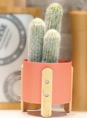 轻奢风厨房花艺整体橱柜小摆件