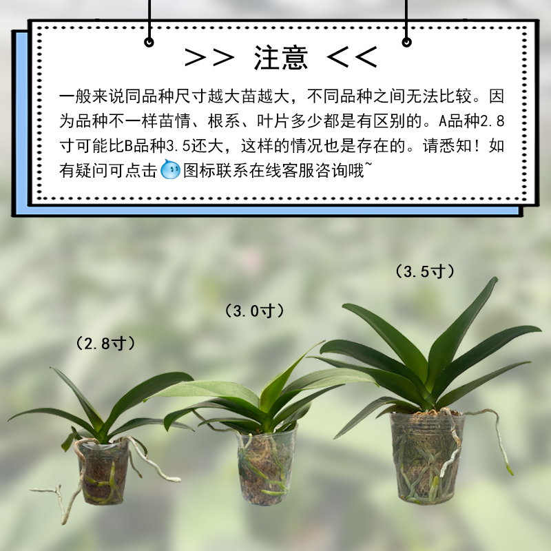 筑花坊蝴蝶兰花苗盆栽蝴新品种基地直发无花剑 - 图1