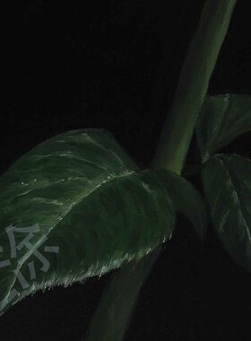 50*70cm 手绘 油画 装饰画 白玫瑰 静物写实客厅 古典 LJL涂 花卉