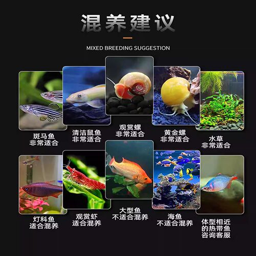 孔雀鱼活鱼苗观赏鱼热带小型鱼活体鱼淡水好养耐活精品花老虎孔雀 - 图1