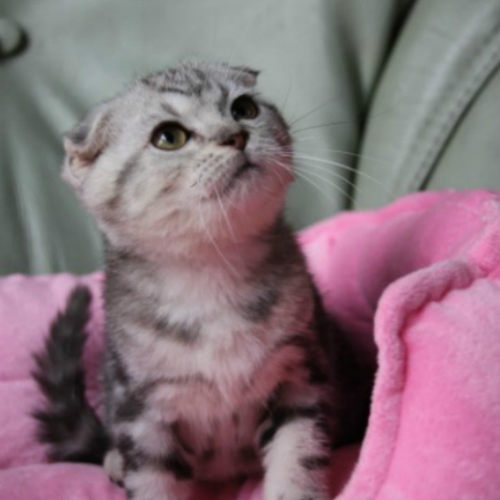 美短纯种银虎斑猫活体幼猫美短加白折立耳起司猫自家繁殖宠物猫p - 图3