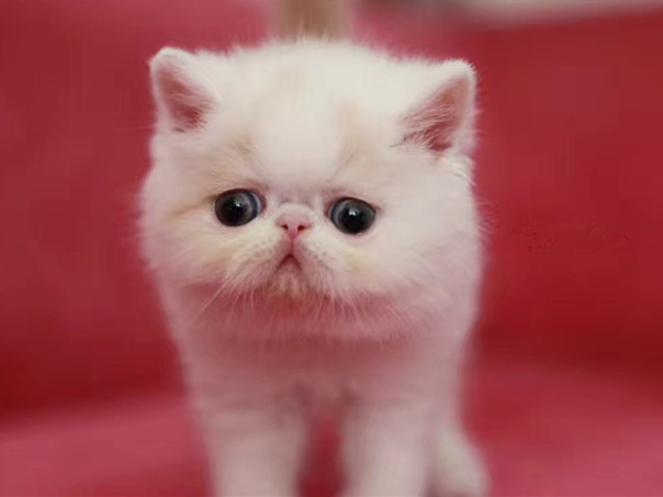 CFA注册猫舍出售加菲猫宠物猫异国短毛猫纯种加菲幼猫活体弟弟p - 图0