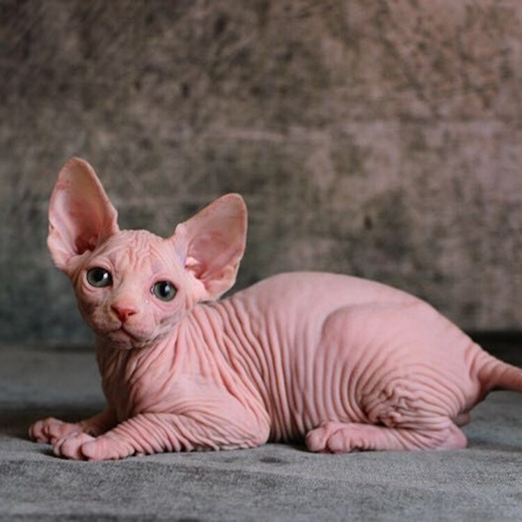 hairless cat with blue eyes