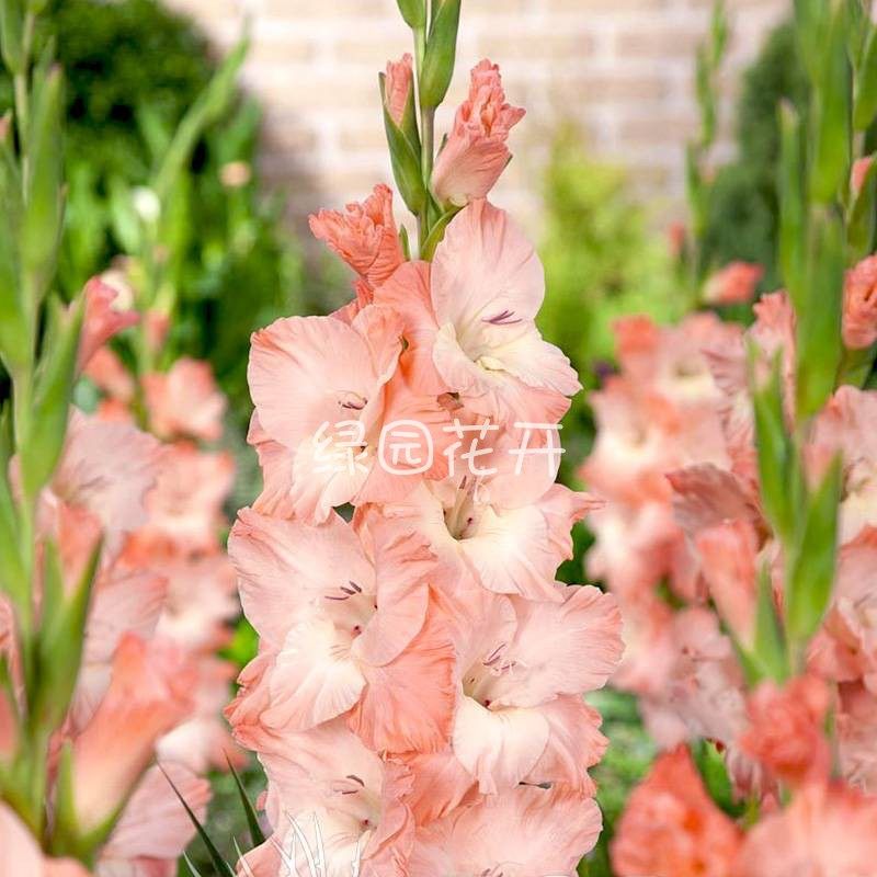 23年现货绿园花开剑兰种球5球进口唐菖蒲花球庭院阳台多年生花_虎窝淘