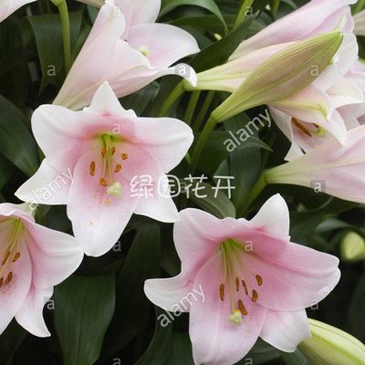 3个进口百合种球包邮单瓣重瓣香水百合花种子庭院阳台四季易复花 虎窝淘