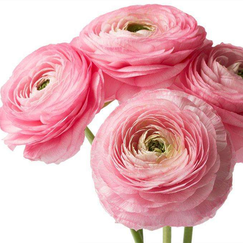 绿园花开进口花毛茛种球3球多花色洋牡丹芹叶牡丹球根多年生 绿园花开 淘优券