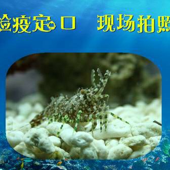 假绵羊虾 海水鱼活体 珊瑚鱼缸海缸除藻吃藻生物 吃褐藻顺丰包活 - 图0