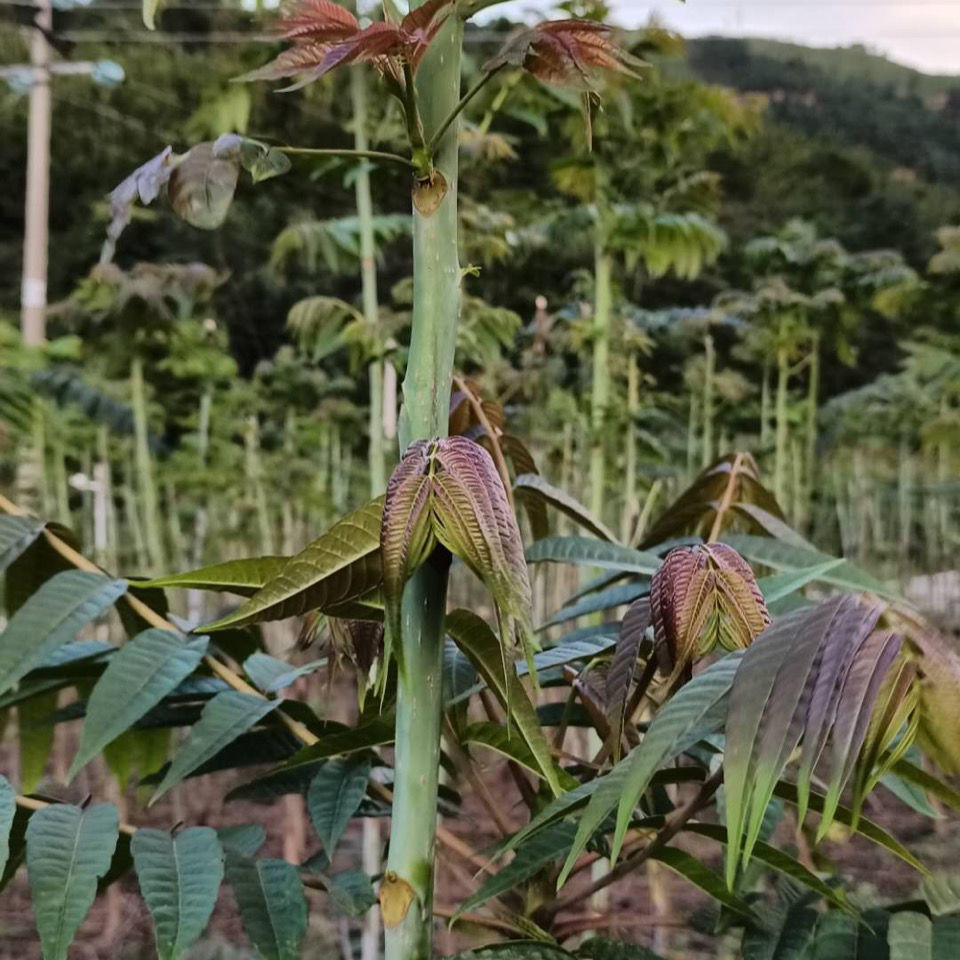 农村特产野菜食用生鲜蔬菜新鲜现摘头茬香椿芽椿菜叶炒鸡蛋配菜 - 图0