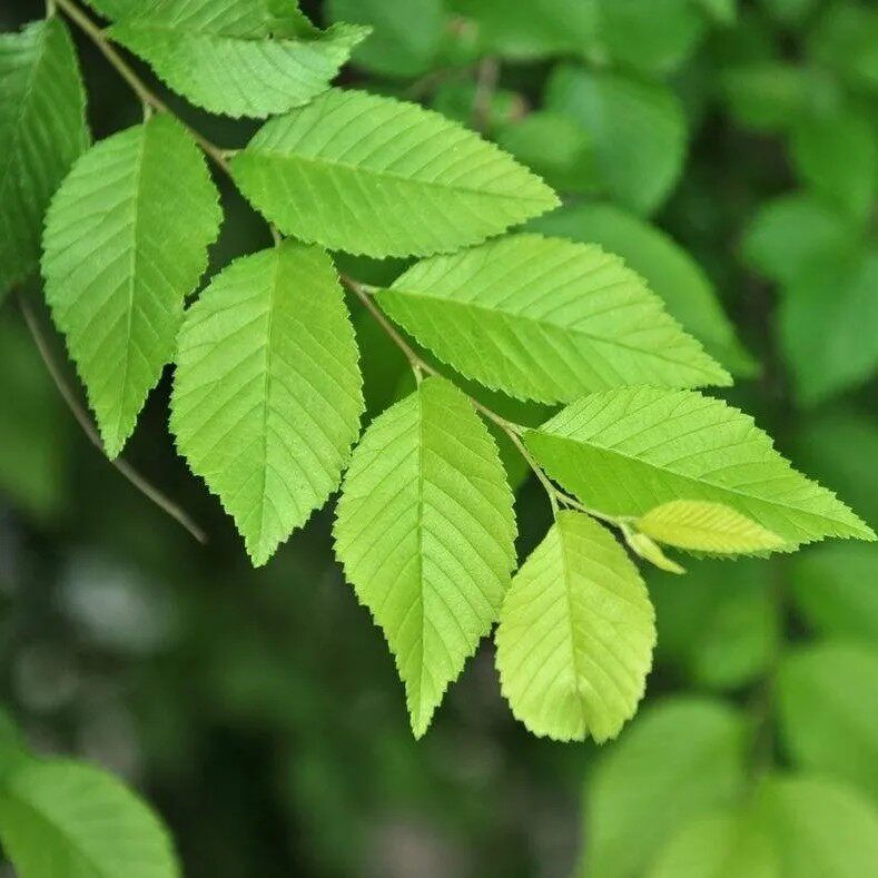天然青草榆树叶 榆叶 榆树叶子 干货500g包邮