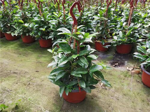 球兰花苗 室内爬藤吊兰盆栽花卉 绿叶花心球兰大苗攀援植物 - 图1