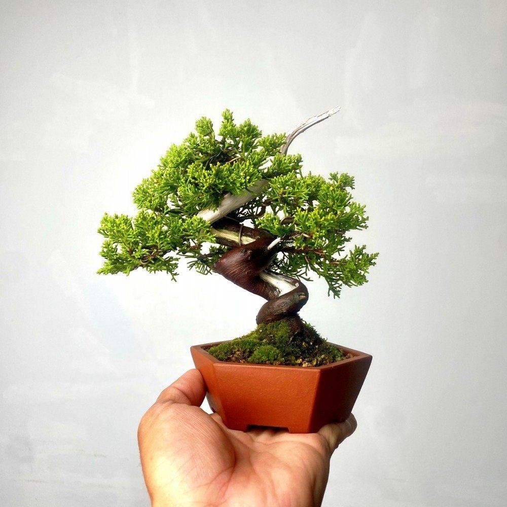 宫阪系鱼川真柏老桩盆景室内植物办公室阳台盆栽一物一拍基地直销,淘宝优惠券,粉丝福利购,淘宝优惠卷