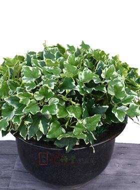 枫叶仿真植物墙绿叶子绿萝常春藤