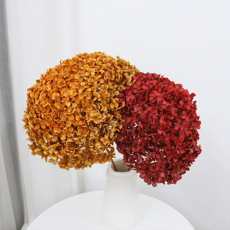 超大头安娜小叶绣球永生花天然干花真花家居客厅装饰插花婚庆布置,淘宝优惠券,粉丝福利购,淘宝优惠卷