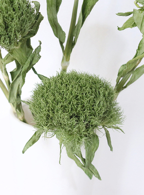 天然绿毛球干花家居插花