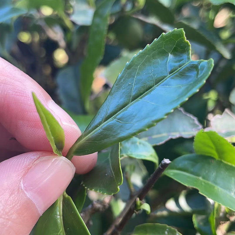 百瑞香果香大红袍传统炭焙花果香乳香武夷岩茶 中轻火口粮试喝装 - 图3