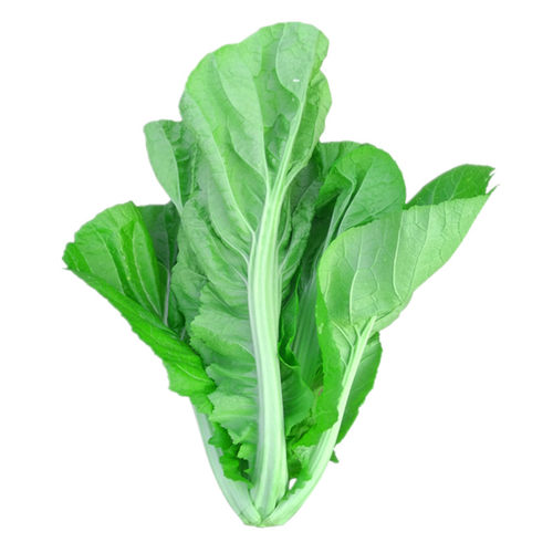 大叶芥菜种籽酸菜种宽叶厚肉芥菜种子秋季种植农家青菜籽蔬菜种孑 - 图3