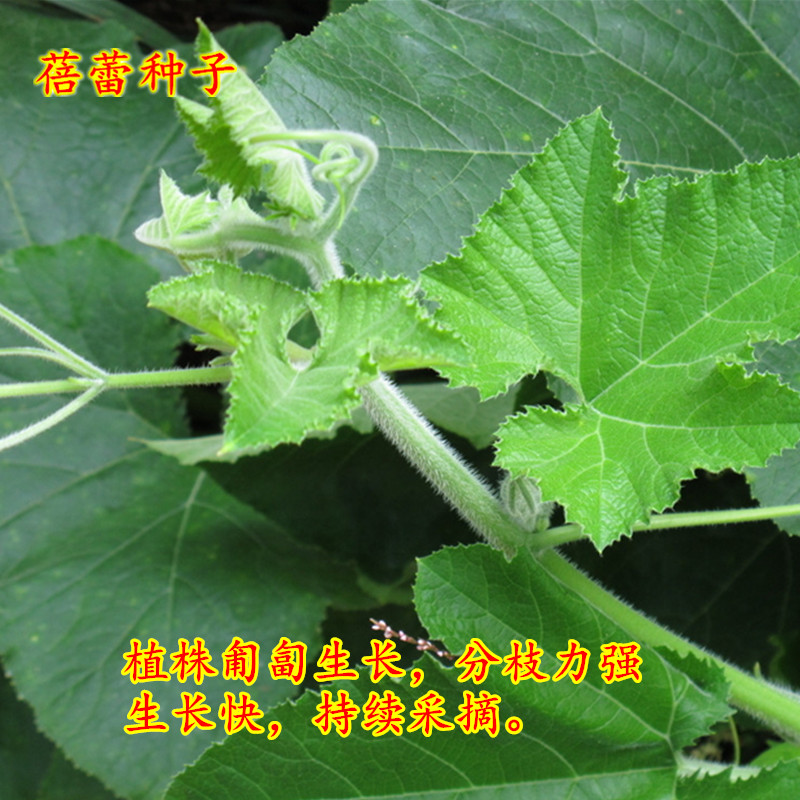 南瓜苗种子苗粗条清甜专门吃茎苗尖青菜无须豆苗种籽四季蔬菜种孑 - 图0