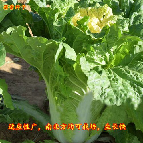 北京小杂56大白菜种子早熟黄心白菜春夏秋冬火锅青菜四季蔬菜种孑 - 图2