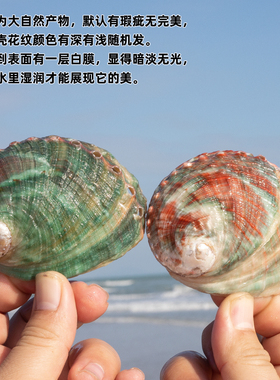 天然海螺贝壳螺纹鲍鱼壳