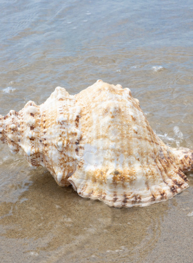 金口大白蛙螺天然海螺贝壳石号螺角鱼缸水族造景摆件家居拍摄收藏