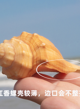 天然海螺贝壳长香螺鱼缸水族