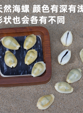 天然海螺贝壳黄宝贝螺diy