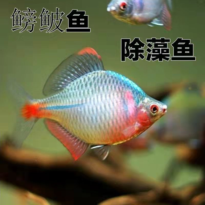 七彩高体旁皮鱼冷水观赏鱼淡水好养耐活原生除藻鱼中华彩石鳑鲏鱼 - 图0