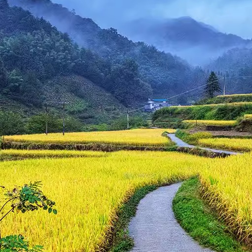 安徽芜湖农家早籼稻子稻谷喂鸡鸭饲料带壳水稻农家自种鸽子喂鸟食 - 图2