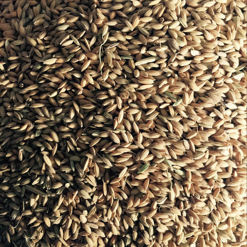 安徽芜湖农家早籼稻子稻谷喂鸡鸭饲料带壳水稻农家自种鸽子喂鸟食 - 图1