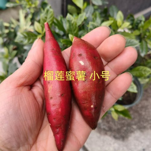 现挖临安天目小香薯板栗红薯新鲜黄心果地瓜海南番薯山芋榴莲蜜薯 - 图1