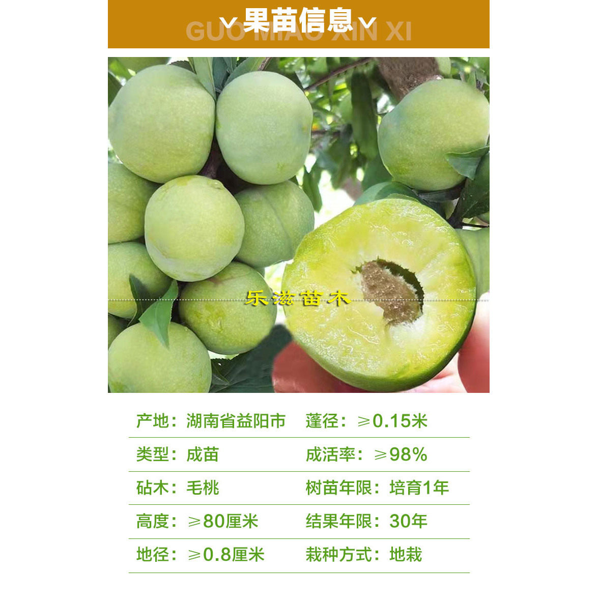 龙李苗蜂糖李优系丰产高糖6月熟青脆李嫁接李子苗湖南基地直销,淘宝优惠券,粉丝福利购,淘宝优惠卷