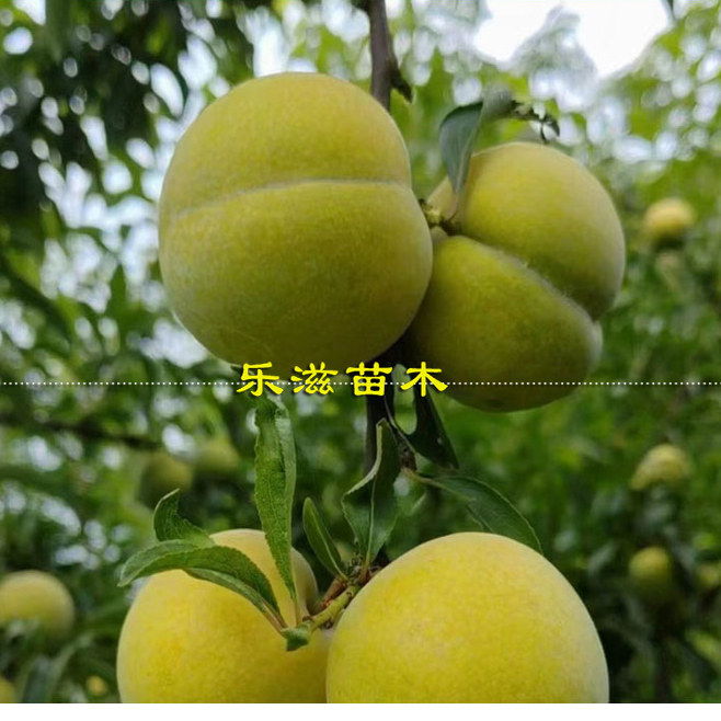 龙李苗蜂糖李优系丰产高糖6月熟青脆李嫁接李子苗湖南基地直销,淘宝优惠券,粉丝福利购,淘宝优惠卷