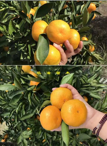 早熟蜜桔苗宫川10月熟温州蜜橘苗薄皮无籽高产易管理湖南果树苗 - 图0