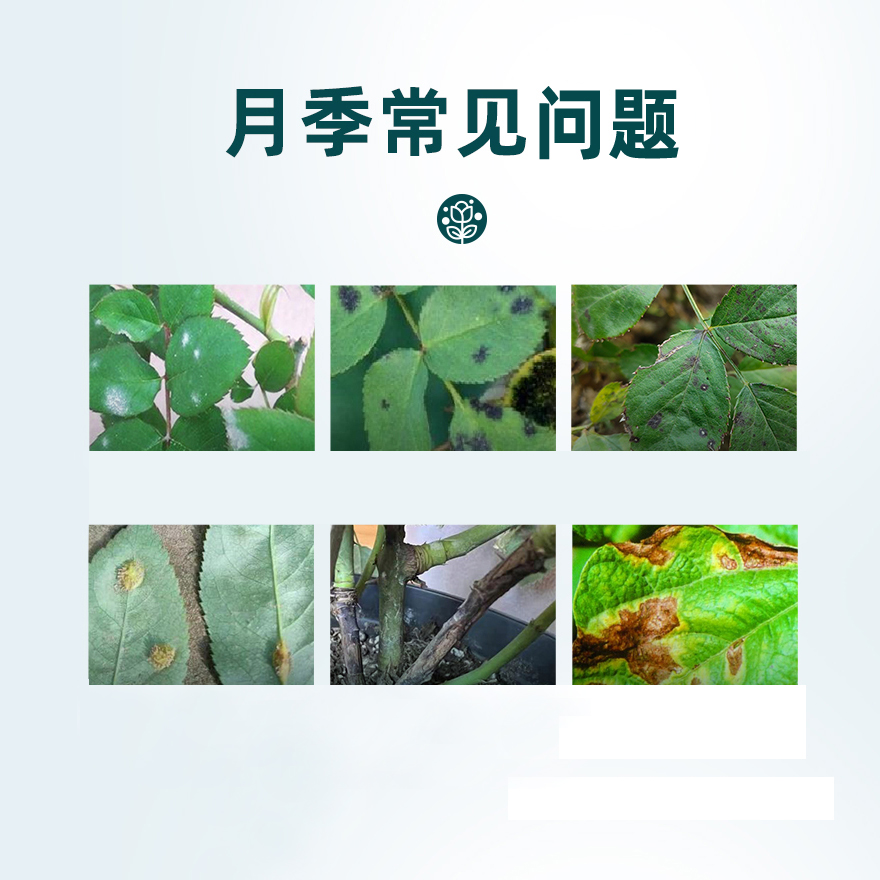 养月季用的套餐白粉黑斑红蜘蛛蚜虫蓟马黄叶补肥家庭花卉通用肥料