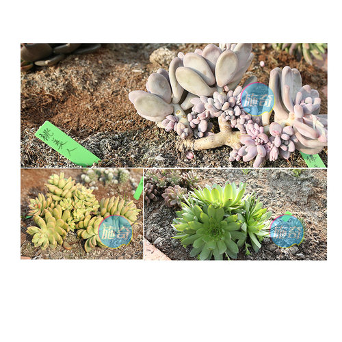多肉多头细胞分裂素爆芽月季开花植物促进花芽分化多开花营养液 - 图1