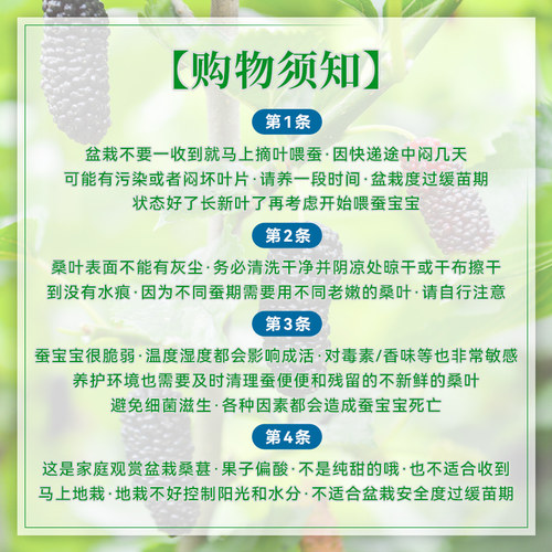 桑葚盆栽树苗结果四季桑树养蚕新鲜食用桑叶花卉绿植阳台果树大苗 - 图0