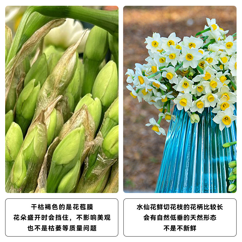 【重瓣 送花瓶】漳州复瓣水仙花鲜切花枝冬季花卉水培插花年宵花,淘宝优惠券,粉丝福利购,淘宝优惠卷