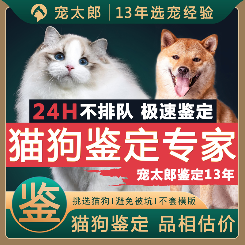 宠物猫狗鉴定师品相品种鉴定估价缅因美短紫金柯基边牧金毛鉴定 - 图1