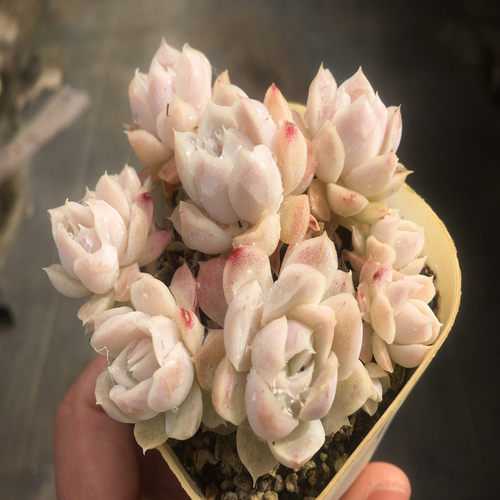 【白月影 阿尔巴白月影】一物一拍  多肉植物 大棚基地 绿植 - 图1