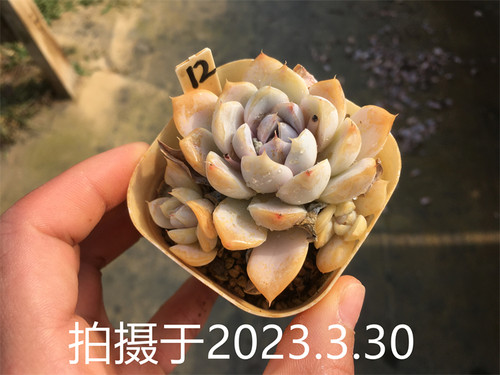 【雪兔 泰尼汉堡】 多肉植物 一物一拍 大棚直销 绿植盆栽迷你 - 图1