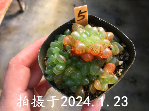 【冰灯玉露】瓦苇属 12卷 多肉植物 一物一拍 绿植盆栽迷你办公室 - 图1
